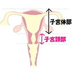 子宮体部ｰ子宮頸部