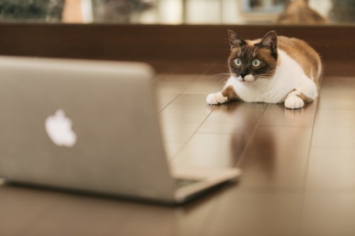 猫とパソコン